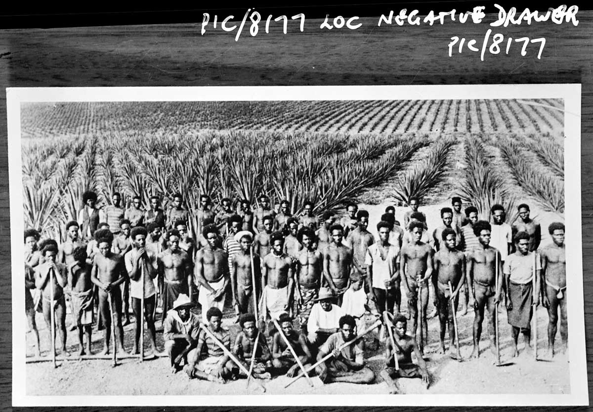 Black and white group portrait of South Sea Islander men with a pineapple plantation in the background.