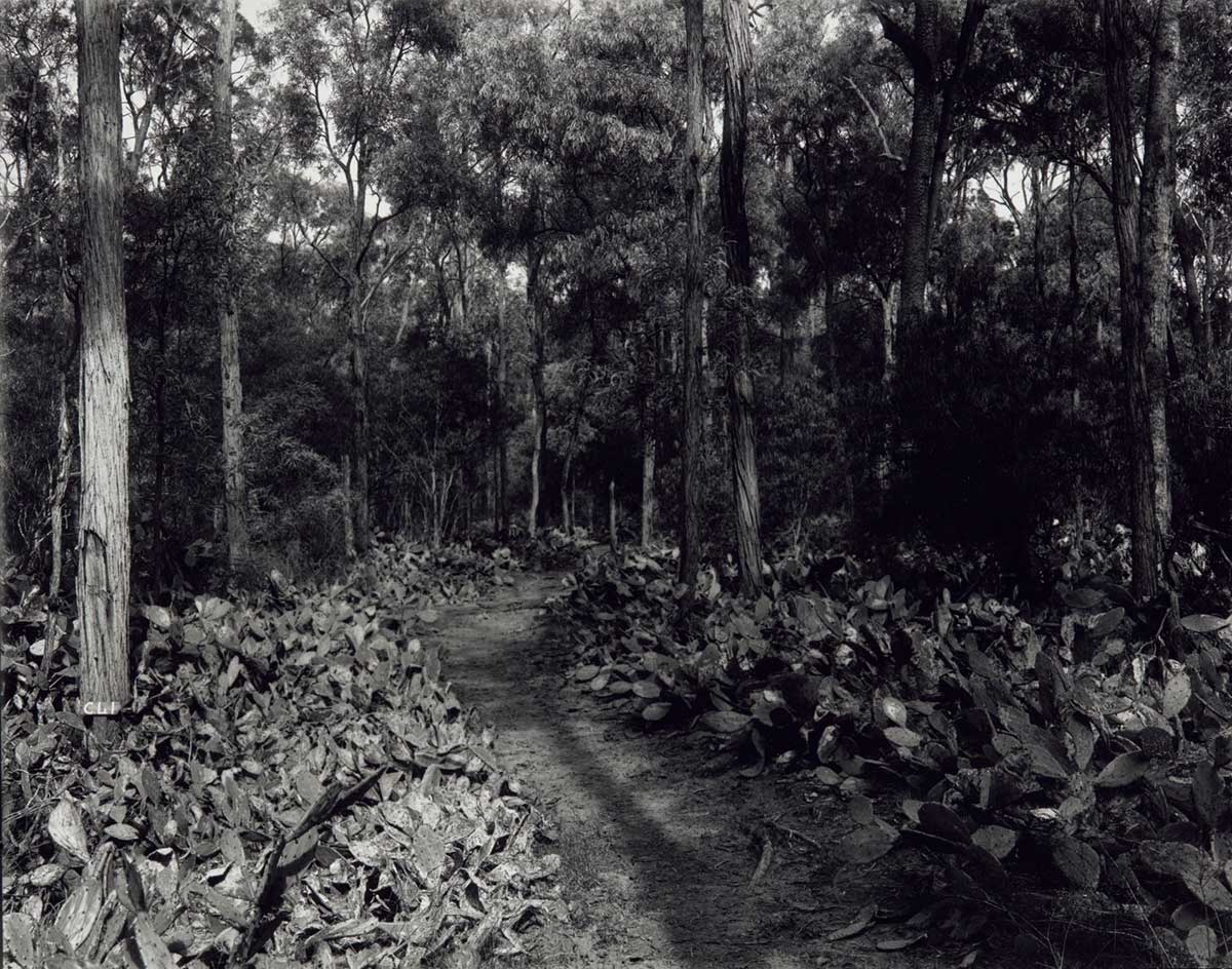 Black and white photograph of prickly pear growth through bushland.