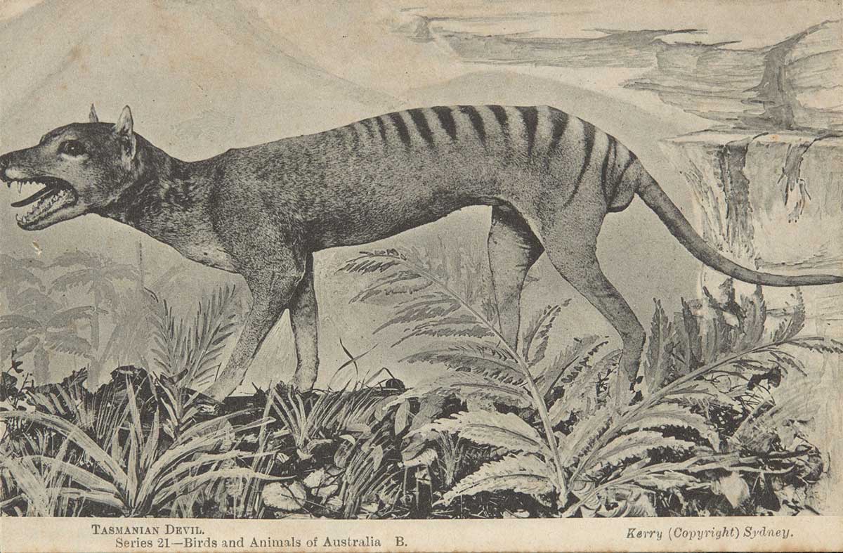 A postcard featuring a black and white photograph of a taxidermied Tasmanian Tiger (thylacine).