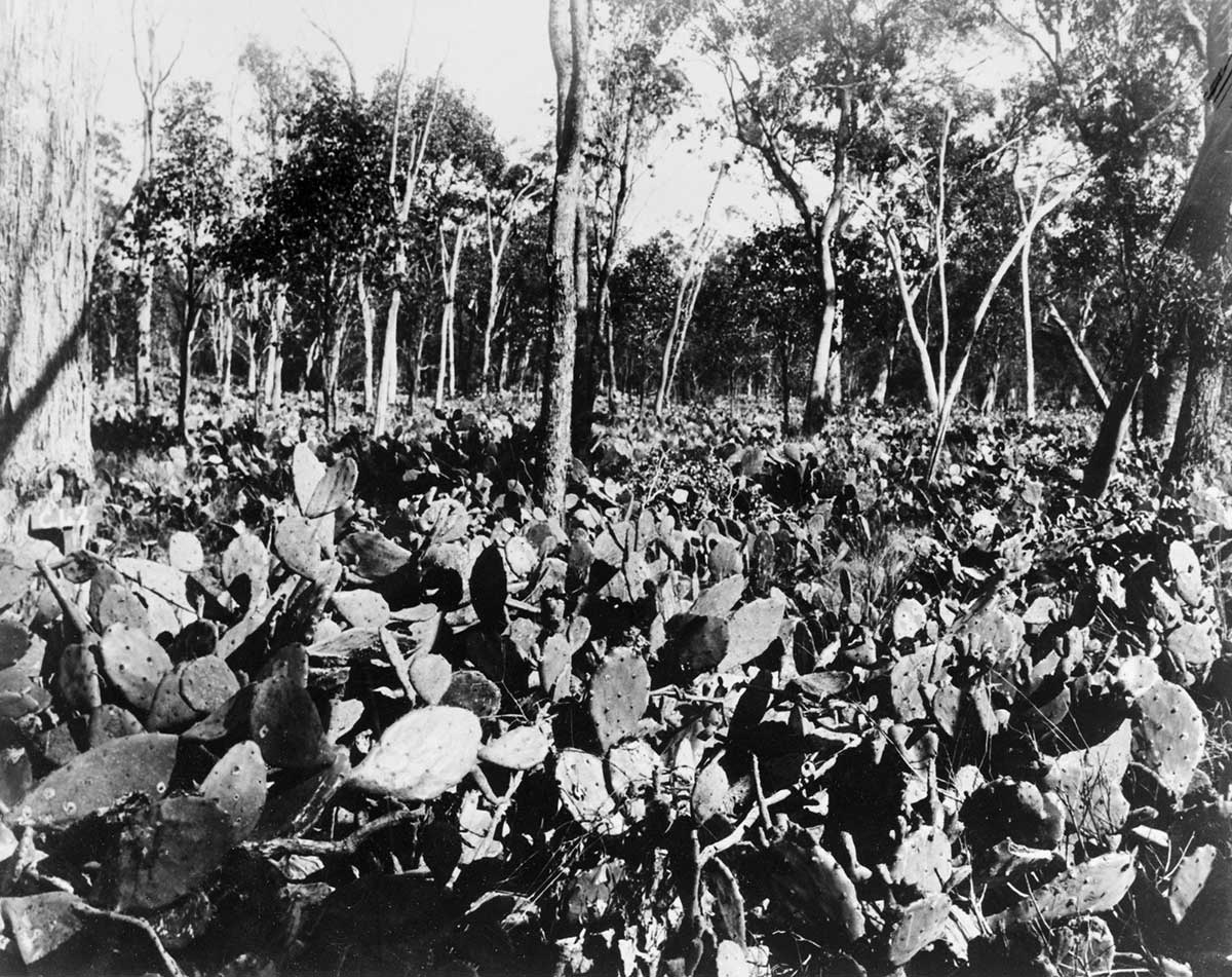 Black and white photo of dense cactus plants interspersed with small gum trees.