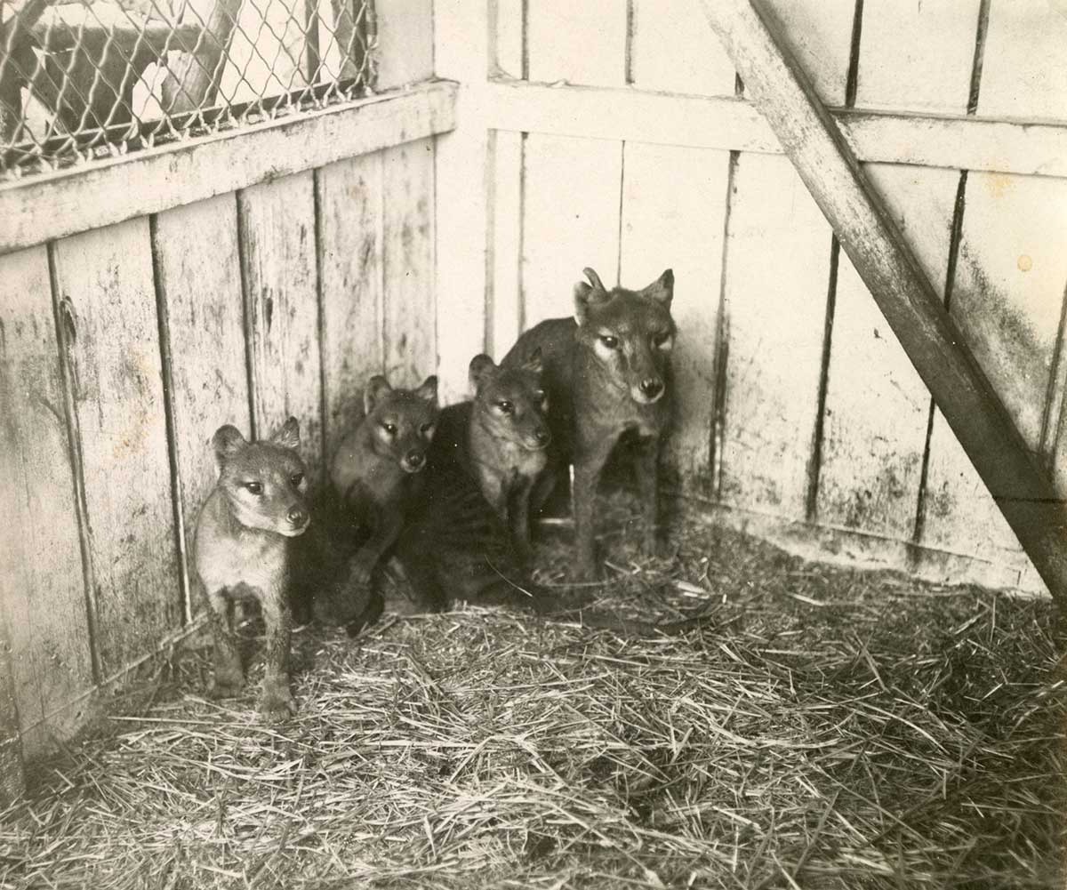 <p>Thylacine with three cubs, Hobart Zoo, 1909</p>