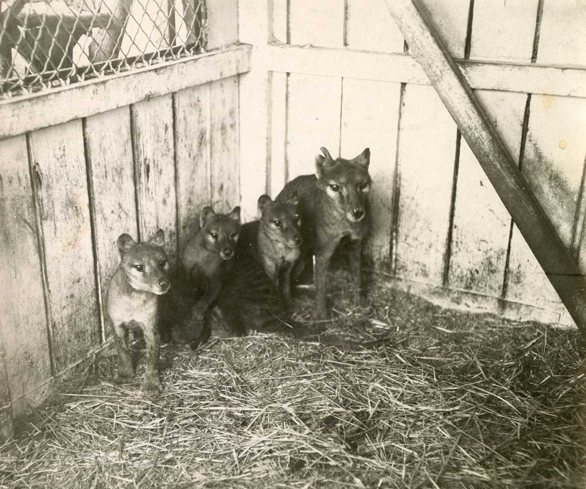 Black and white photograph of a thylacine and three cubs huddled in the corner of an animal enclosure.