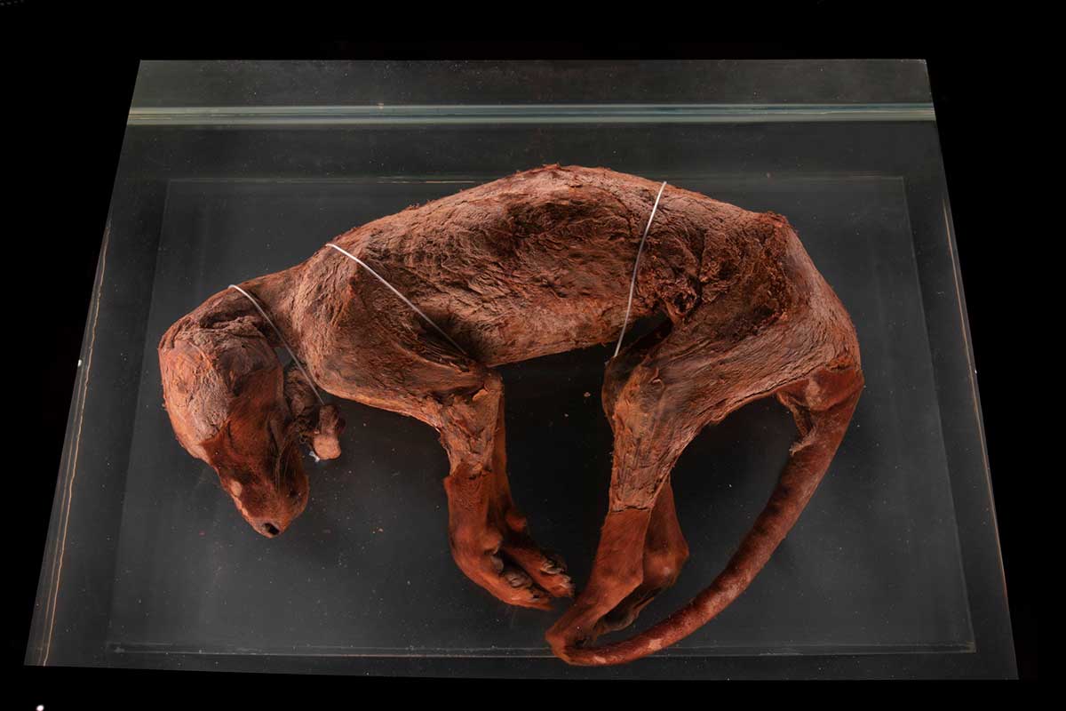 Tasmanian tiger or thylacine specimen, lying on its side, in a clear case with dark backdrop.