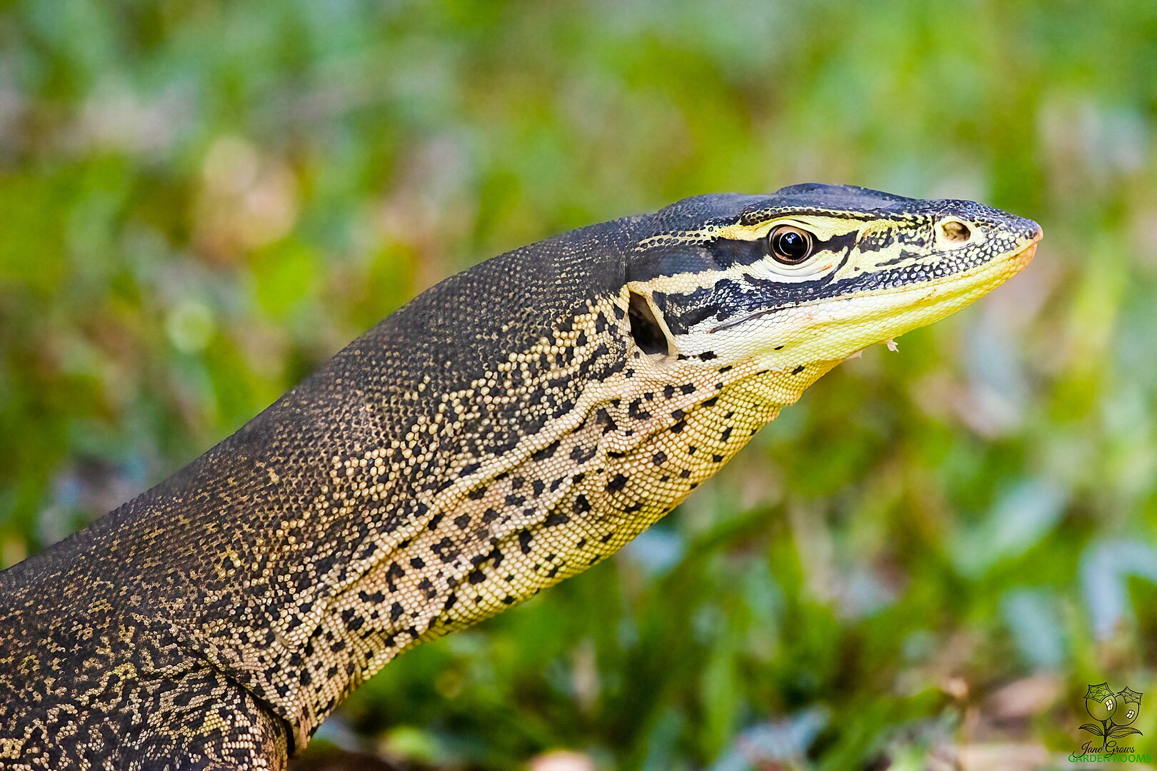 Close up of an Eastern Argus Monitor
