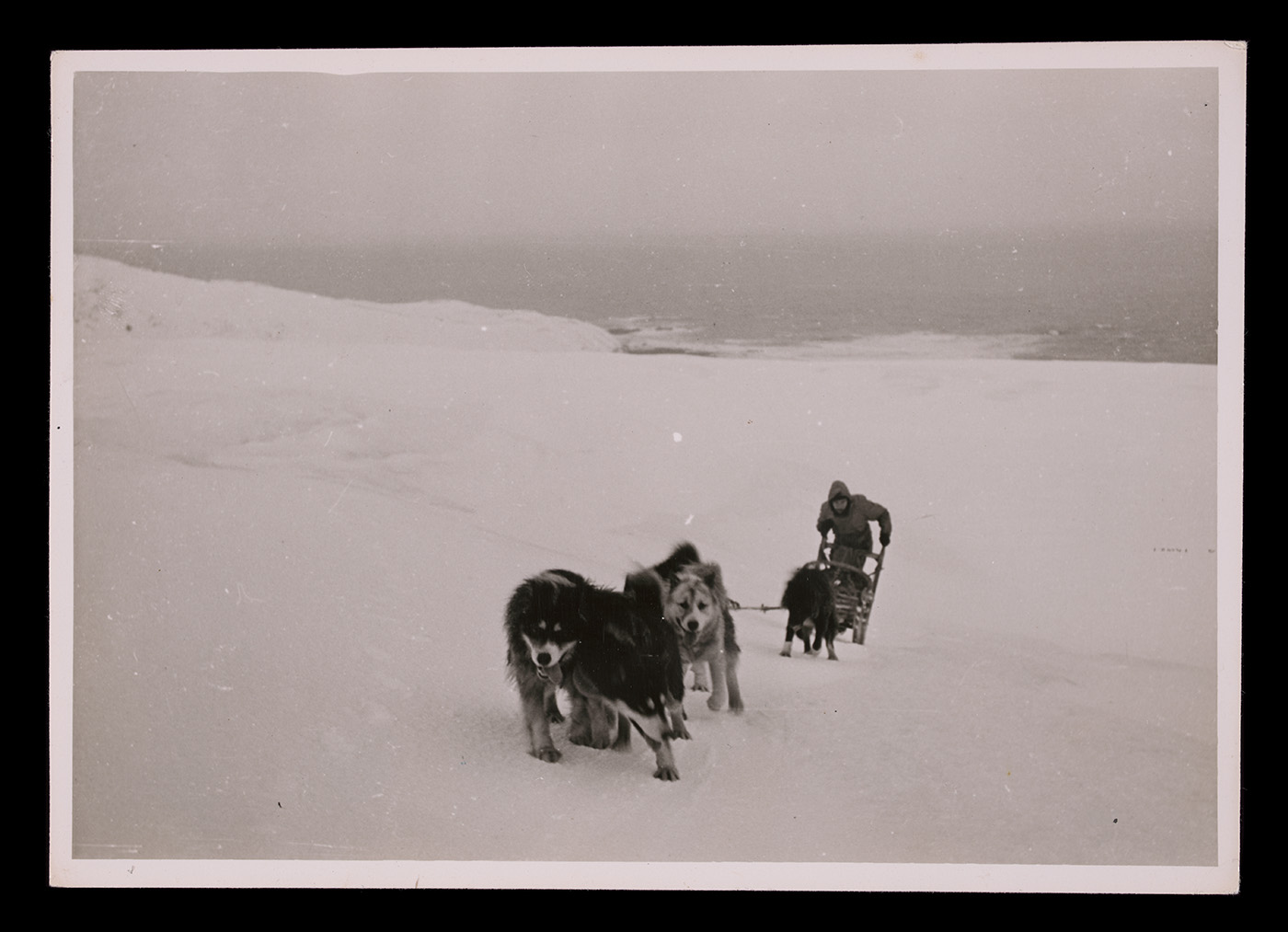 Black and white photograph of a sled being towed by several dogs, with a man behind the sled pushing it up a hill. Snow surrounds them, with a view of the ocean behind.