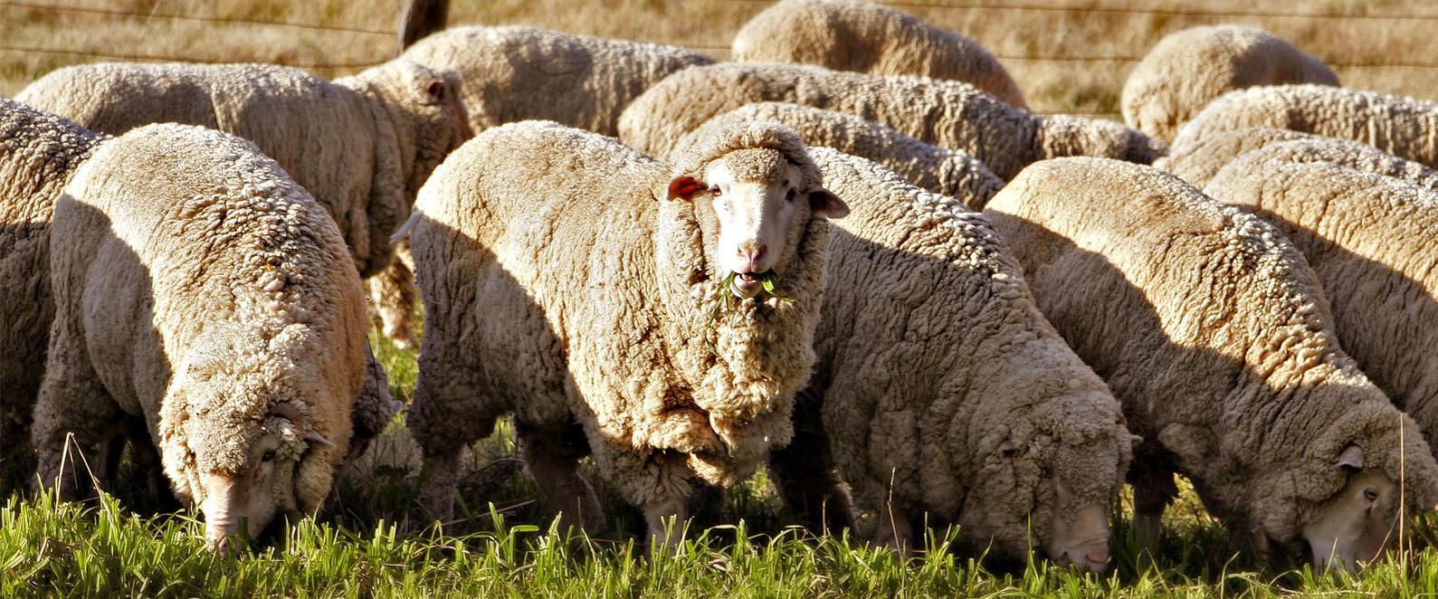 Merino Sheep Introduced | Australia’s Defining Moments Digital ...