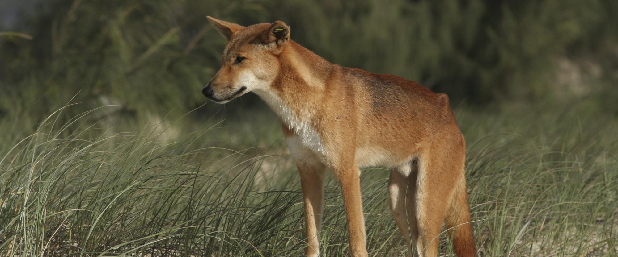 Arrival of the dingo | Australia’s Defining Moments Digital Classroom