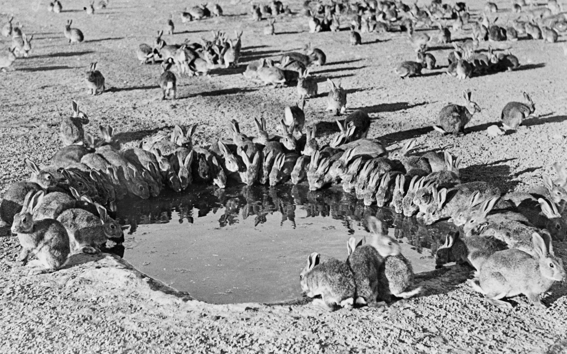 Rabbits around a waterhole during myxomatosis trials at Wardang Island, South Australia.