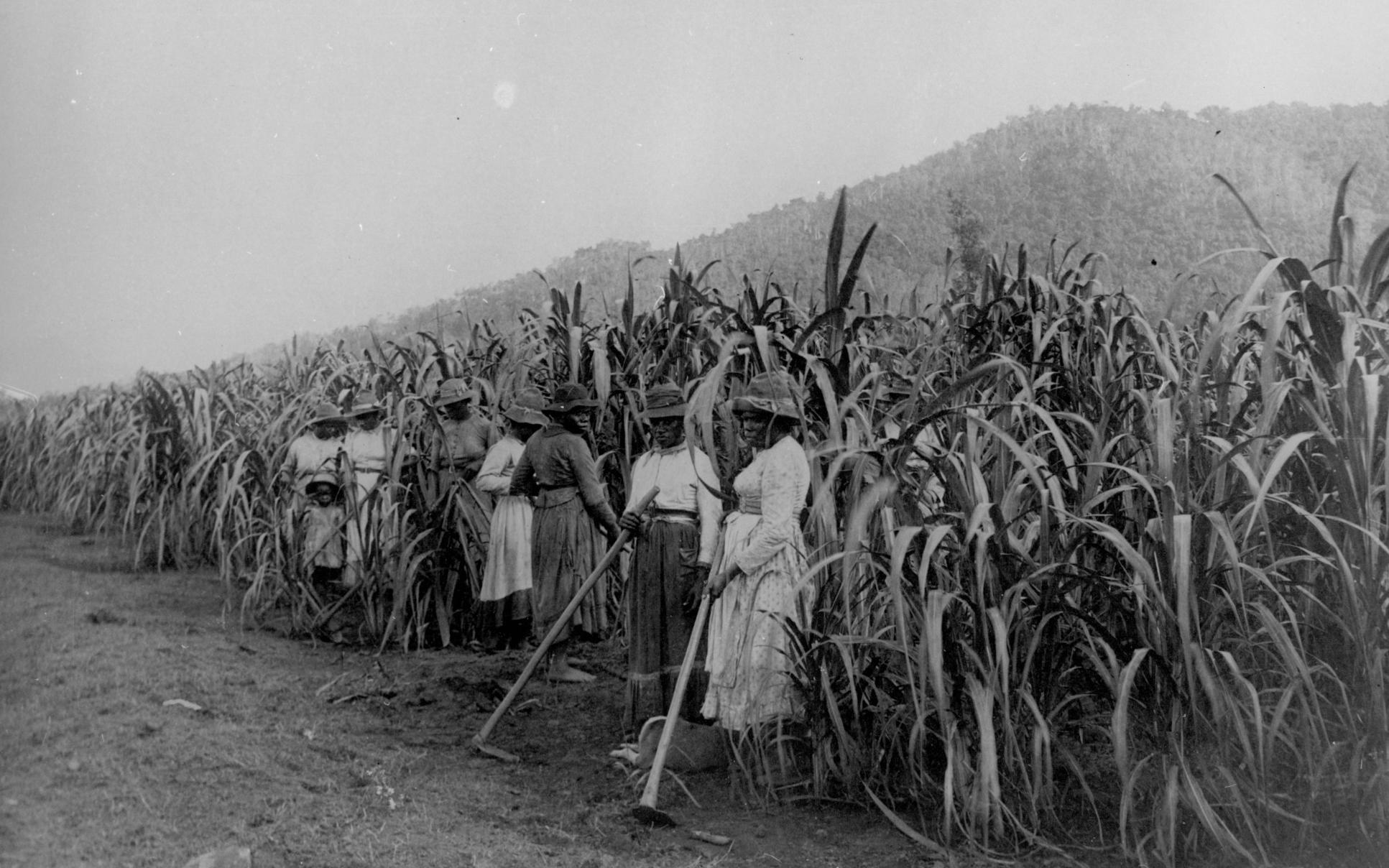 South Sea Islander women working on a sugar cane plantation at Hambledon, Queensland, about 1891