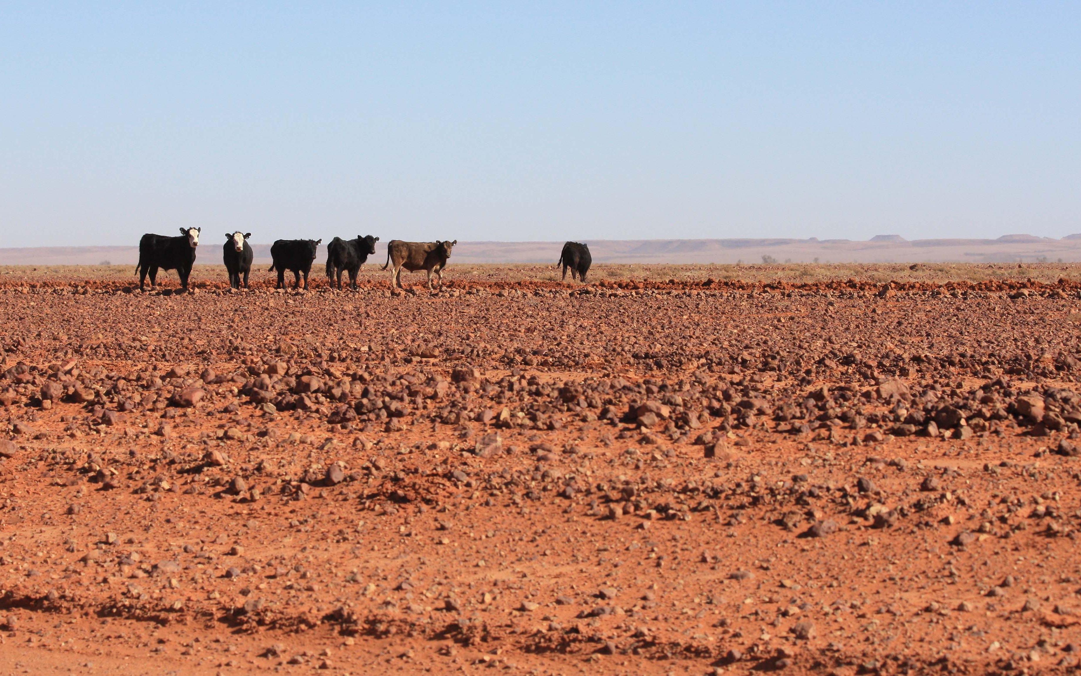 Cattle grazing on the parched Diamantina floodplain, 2009. 