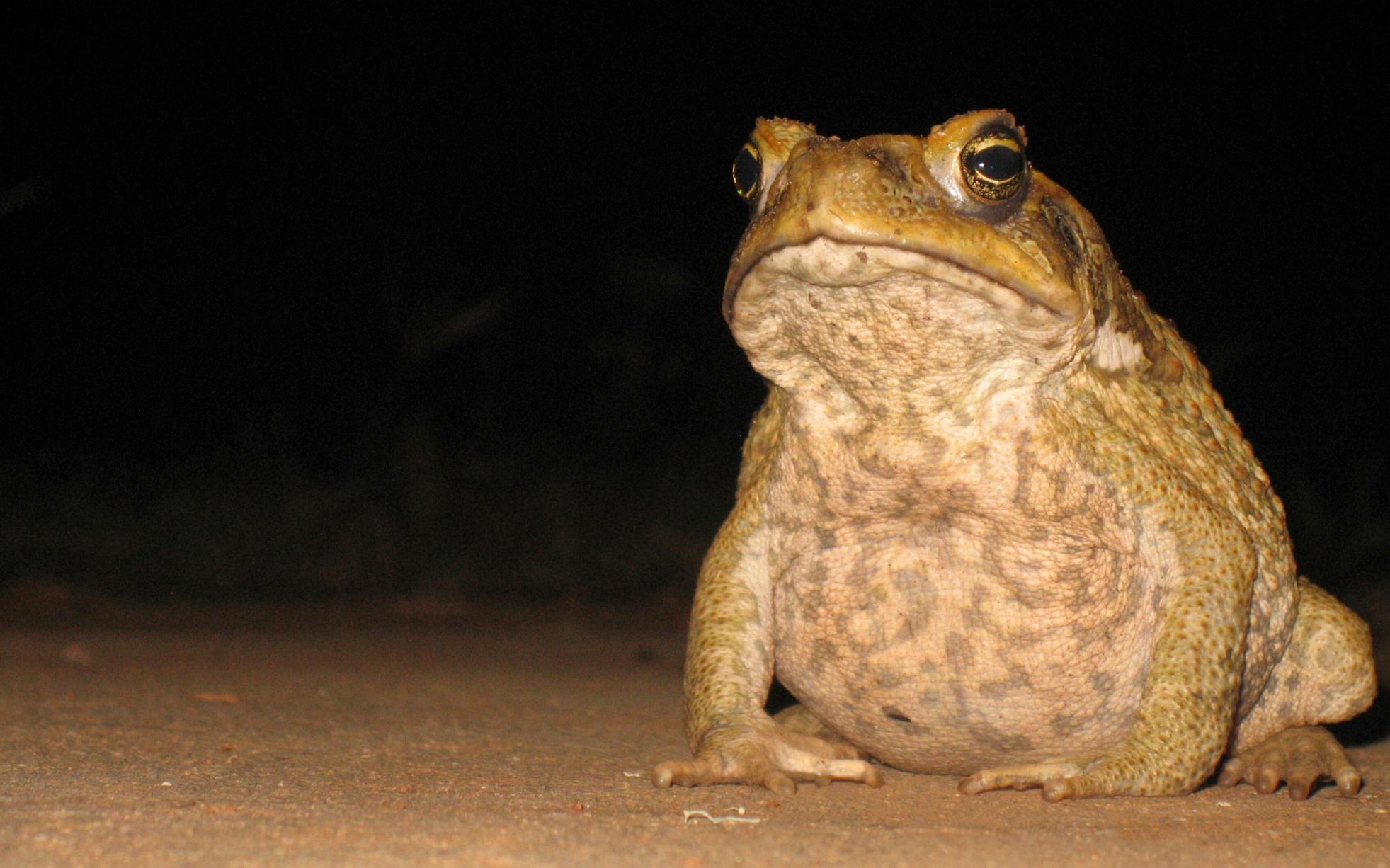 A cane toad in Litchfield National Park, Northern Territory.