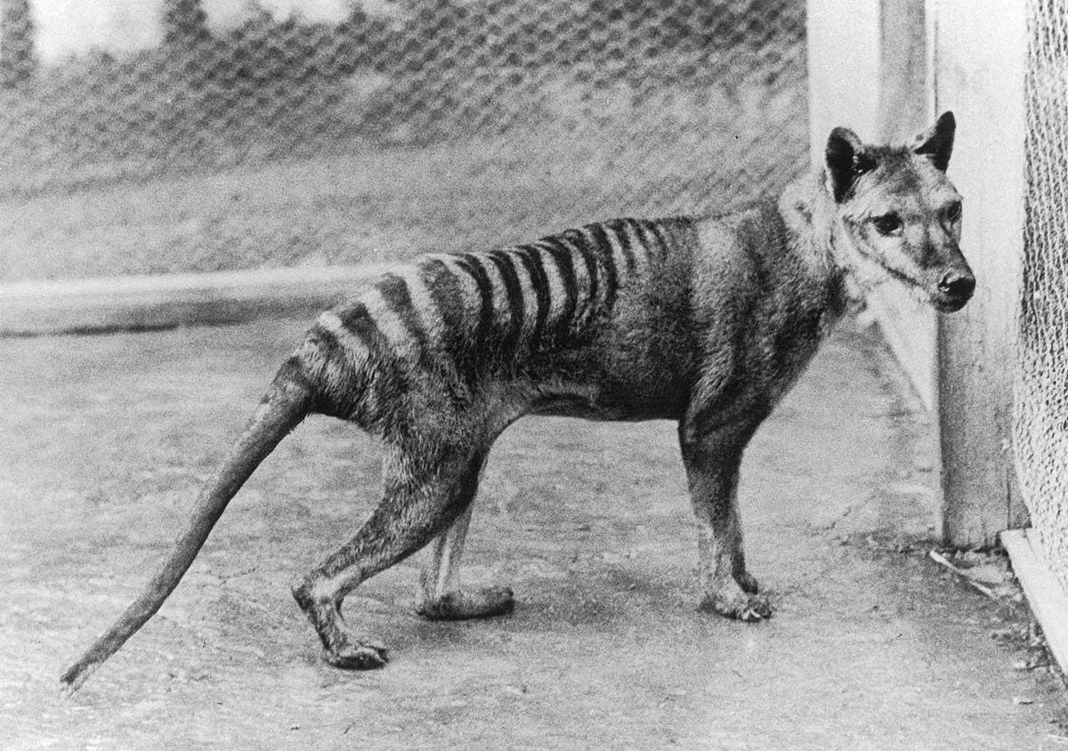 Black and white photograph of a four-legged animal with stripes on its back.