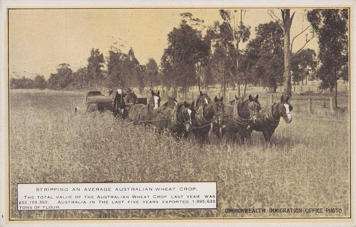 A "COMMONWEALTH IMMIGRATION OFFICE PHOTO" postcard featuring a sepia coloured image of a rural scene of an eight horse drawn stripper and one man. A caption for the image, in the lower left hand corner, reads: "STRIPPING AN AVERAGE AUSTRALIAN WHEAT CROP. THE TOTAL VALUE OF THE AUSTRALIAN WHEAT CROP LAST YEAR WAS 62,169,360 [POUNDS]. AUSTRALIA IN THE LAST FIVE YEARS EXPORTED 1,895,630 TONS OF FLOUR'.